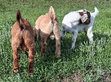 Boer Billy Goats (Bucks) for sale.  Purebred Boer . - Photo 5