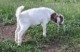 Boer Billy Goats (Bucks) for sale.  Purebred Boer . - Photo 6