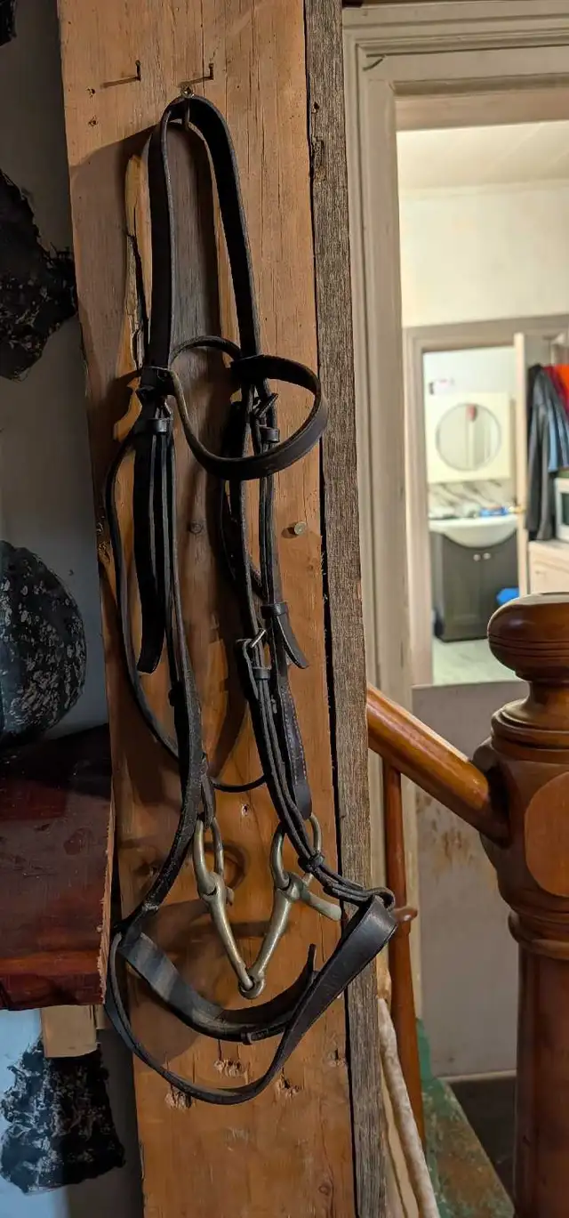 leather horse halter and horse bridle