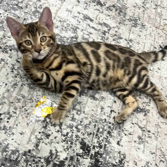 chaton bengal pure race