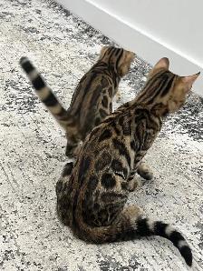 chaton bengal pure race - Photo 2