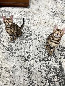 chaton bengal pure race - Photo 3