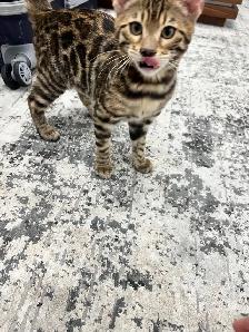 chaton bengal pure race - Photo 4