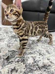 chaton bengal pure race - Photo 5