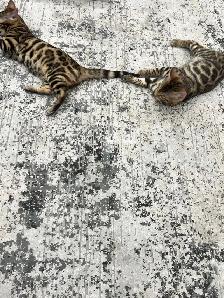 chaton bengal pure race - Photo 6