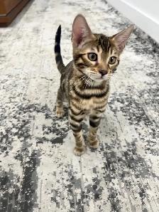 chaton bengal pure race - Photo 9