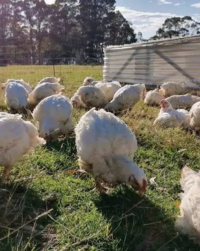 Free chickens