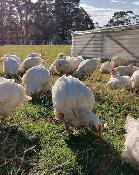 Free chickens