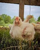 Free chickens - Photo 2