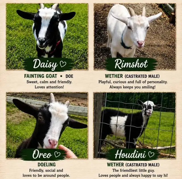 Four Nigerian Dwarf Goats - bonded pack