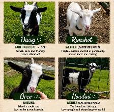 Four Nigerian Dwarf Goats - bonded pack