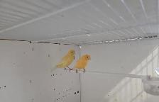 Canary Breeding Pair