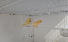 Canary Breeding Pair - Photo 2