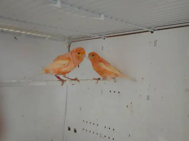 Pair of Canaries