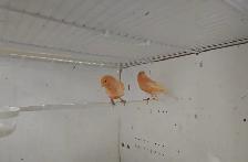 Pair of Canaries - Photo 2