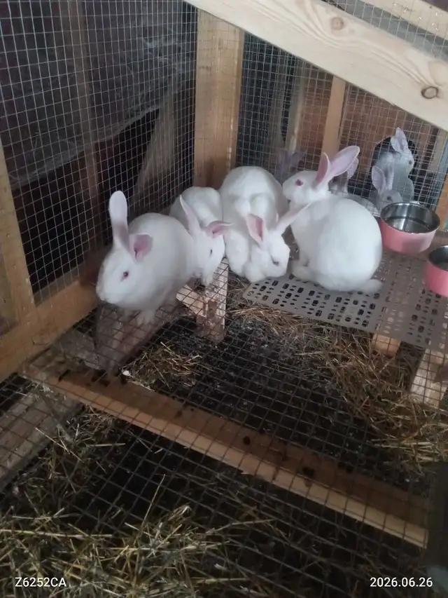 new Zealand rabbits