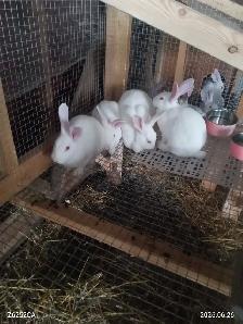 new Zealand rabbits