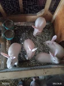 new Zealand rabbits - Photo 2
