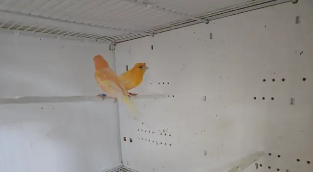 Canary Pair For Sale