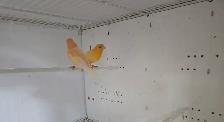 Canary Pair For Sale