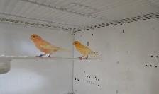 Canary Pair For Sale - Photo 2