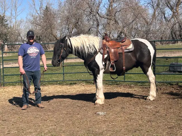 Reg Gypsy Vanner X Paint gelding