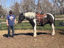 Reg Gypsy Vanner X Paint gelding