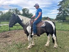 Reg Gypsy Vanner X Paint gelding - Photo 2