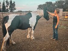Reg Gypsy Vanner X Paint gelding - Photo 3