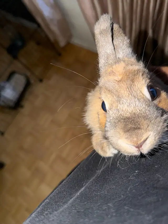 pure bred baby rabbit for sale