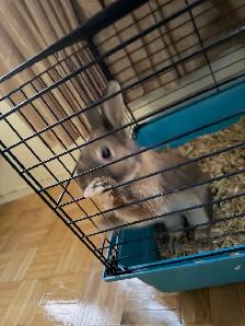 pure bred baby rabbit for sale - Photo 2