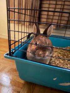 pure bred baby rabbit for sale - Photo 3