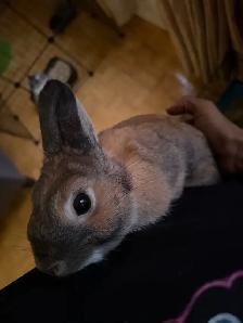 pure bred baby rabbit for sale - Photo 4