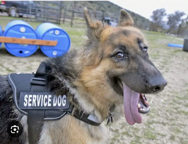 NEW!! PROFESSIONAL DOG TRAINING AND SERVICE DOG TRAINING