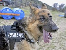 NEW!! PROFESSIONAL DOG TRAINING AND SERVICE DOG TRAINING