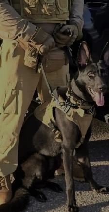 NEW!! PROFESSIONAL DOG TRAINING AND SERVICE DOG TRAINING - Photo 2