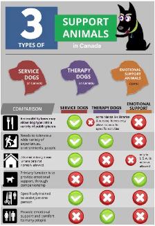 NEW!! PROFESSIONAL DOG TRAINING AND SERVICE DOG TRAINING - Photo 3