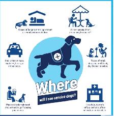 NEW!! PROFESSIONAL DOG TRAINING AND SERVICE DOG TRAINING - Photo 4