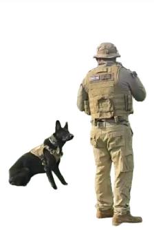 NEW!! PROFESSIONAL DOG TRAINING AND SERVICE DOG TRAINING - Photo 7