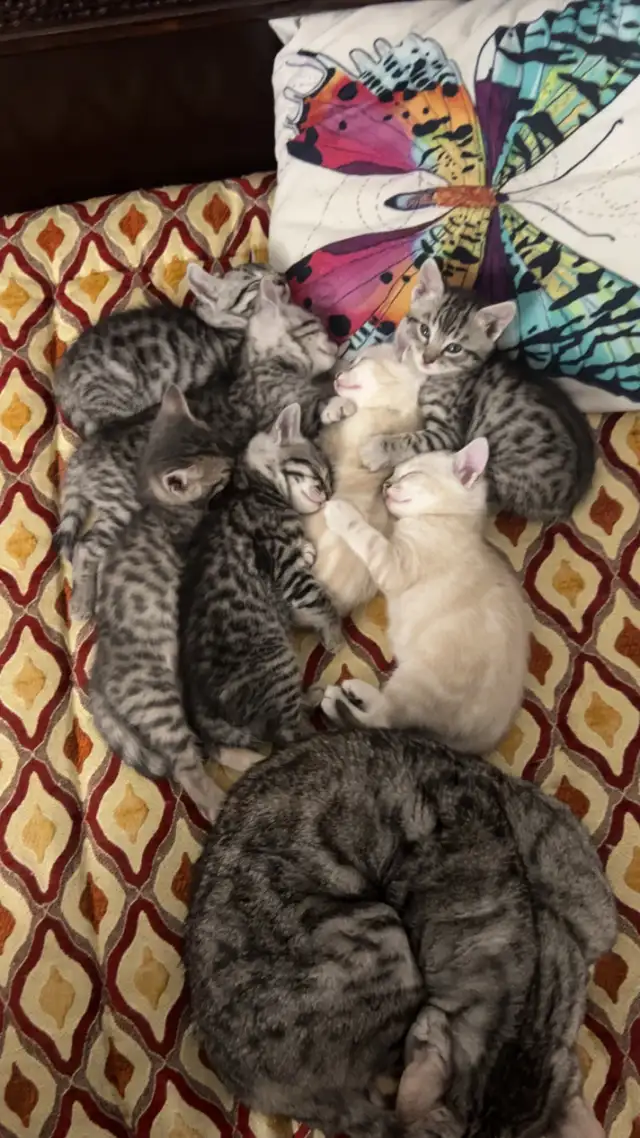 bengal kittens