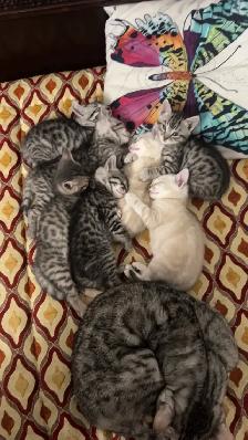 bengal kittens