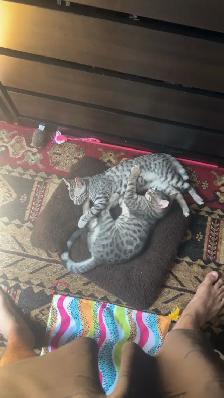 bengal kittens - Photo 2