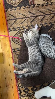 bengal kittens - Photo 3