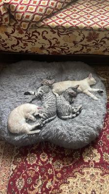 bengal kittens - Photo 4