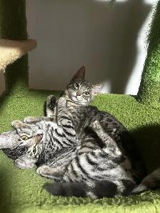 bengal kittens - Photo 5