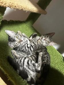 bengal kittens - Photo 6