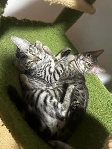 bengal kittens - Photo 7