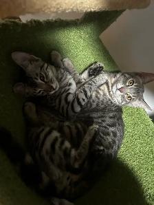 bengal kittens - Photo 8