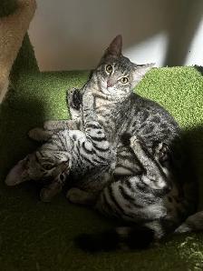 bengal kittens - Photo 9