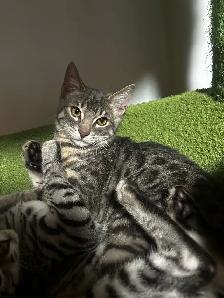 bengal kittens - Photo 10